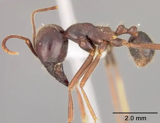 Labidus praedator - USNMENT00534841