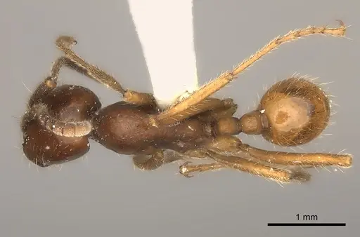 Labidus spininodis specimen
