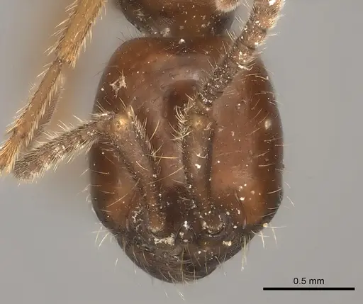 Labidus spininodis specimen