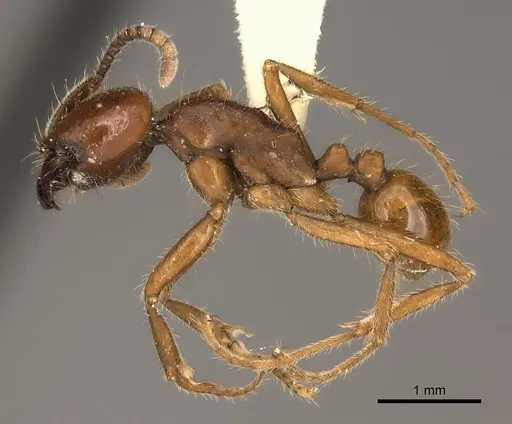 Labidus spininodis specimen