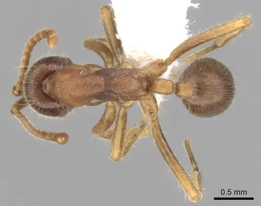 Labidus spininodis - CASENT0249468