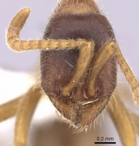 Labidus spininodis - CASENT0249468