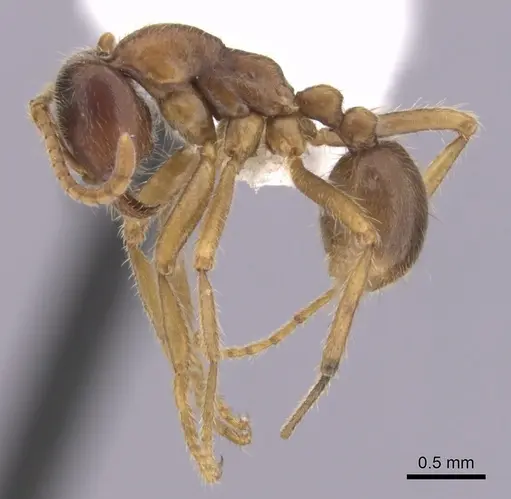 Labidus spininodis - CASENT0249468