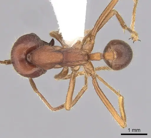 Labidus spininodis - CASENT0249469