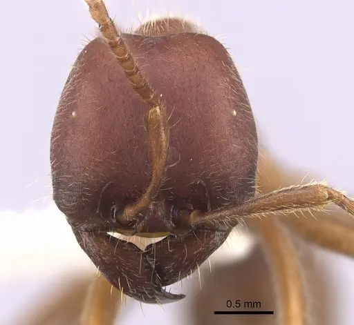 Labidus spininodis - CASENT0249469