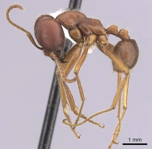 Labidus spininodis - CASENT0249469