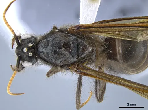 Labidus spininodis - CASENT0631499