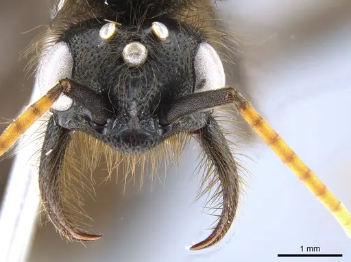 Labidus spininodis - CASENT0631499