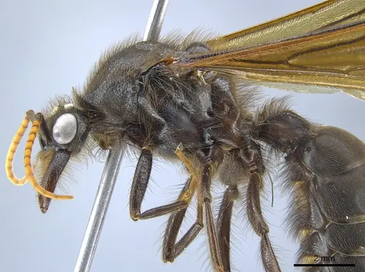 Labidus spininodis - CASENT0631499