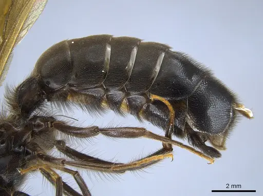 Labidus spininodis - CASENT0631499