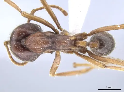 Labidus spininodis - CASENT0643126