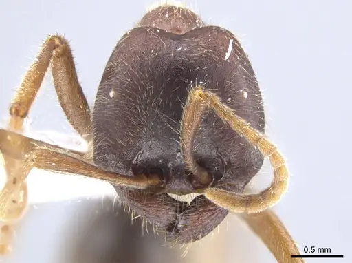 Labidus spininodis - CASENT0643126