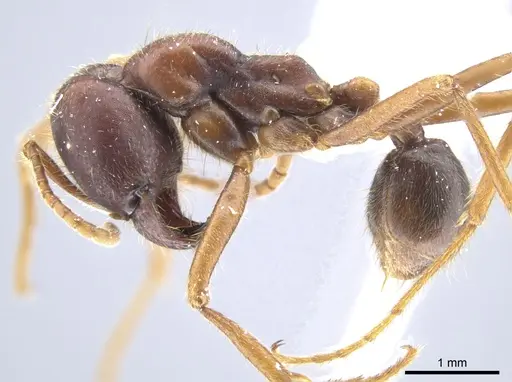 Labidus spininodis - CASENT0643126