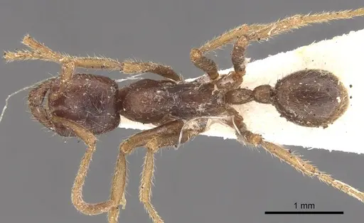 Labidus spininodis - CASENT0902659