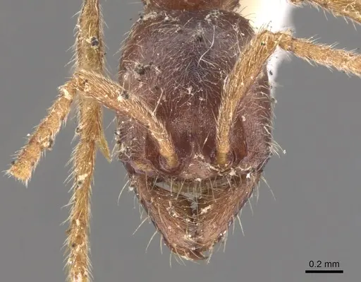 Labidus spininodis - CASENT0902659