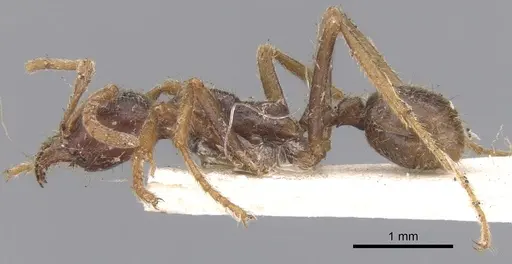 Labidus spininodis - CASENT0902659