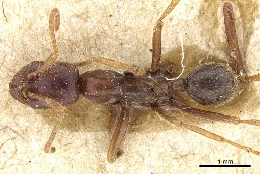 Labidus spininodis - CASENT0903722