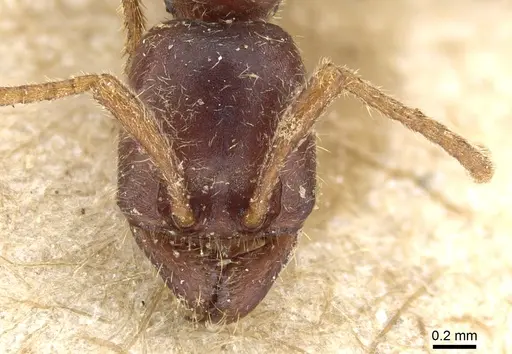 Labidus spininodis - CASENT0903722