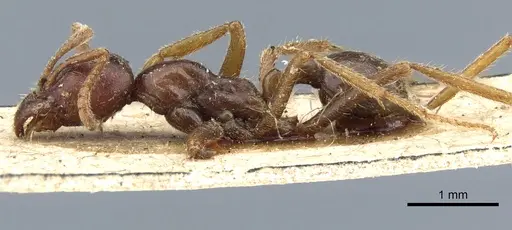 Labidus spininodis - CASENT0903722