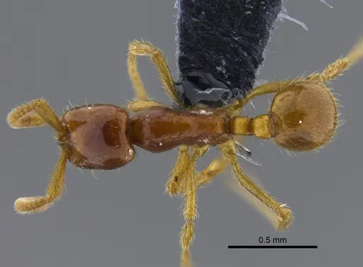 Labidus spininodis - CBUMAGENT41857