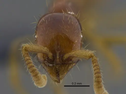 Labidus spininodis - CBUMAGENT41857