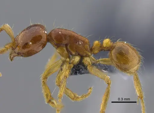 Labidus spininodis - CBUMAGENT41857