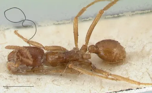 Labidus spininodis - FOCOL1127