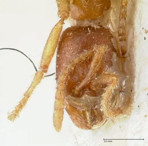 Labidus spininodis - FOCOL1127