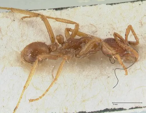 Labidus spininodis - FOCOL1127