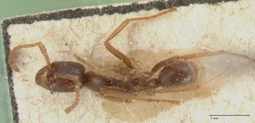 Labidus spininodis - FOCOL1128