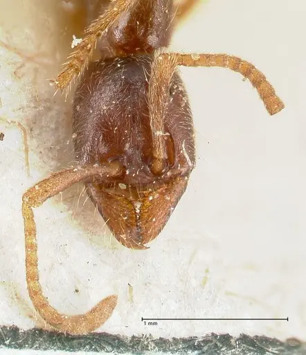 Labidus spininodis - FOCOL1128