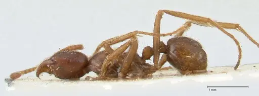 Labidus spininodis - FOCOL1128