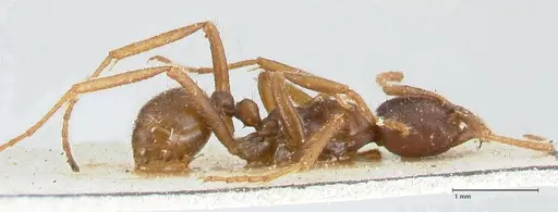 Labidus spininodis - FOCOL1128