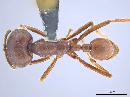 Labidus spininodis - JTLC000005860