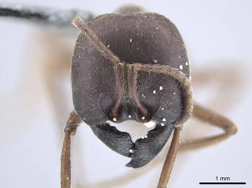 Labidus spininodis - JTLC000005860