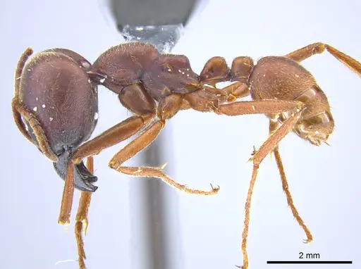 Labidus spininodis - JTLC000005860