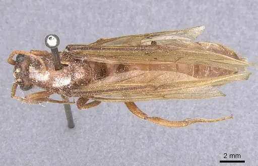 Labidus truncatidens specimen