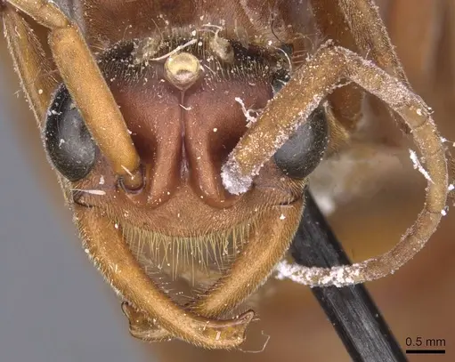 Labidus truncatidens specimen