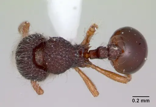 Lachnomyrmex amazonicus specimen