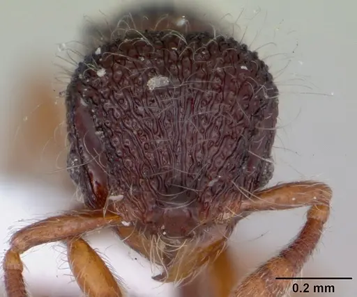 Lachnomyrmex amazonicus specimen