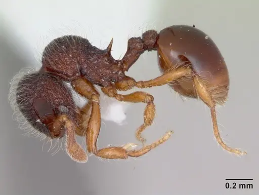 Lachnomyrmex amazonicus specimen