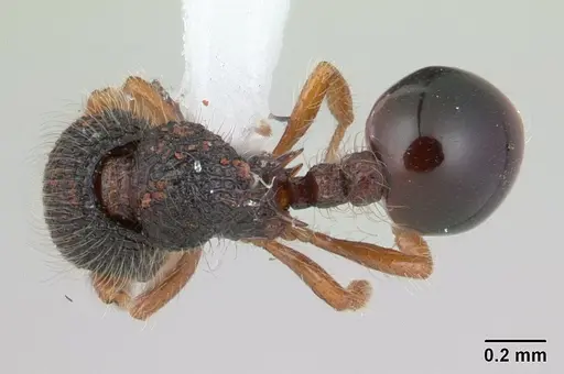 Lachnomyrmex amazonicus - CASENT0178855