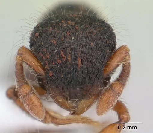 Lachnomyrmex amazonicus - CASENT0178855