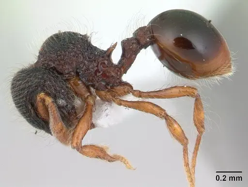 Lachnomyrmex amazonicus - CASENT0178855