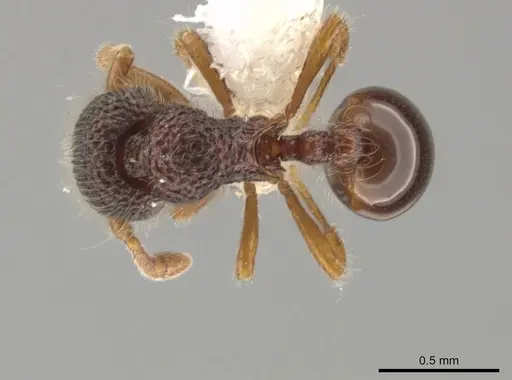 Lachnomyrmex amazonicus - CASENT0646152