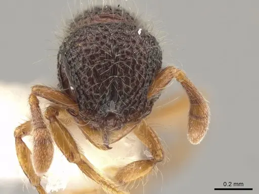 Lachnomyrmex amazonicus - CASENT0646152