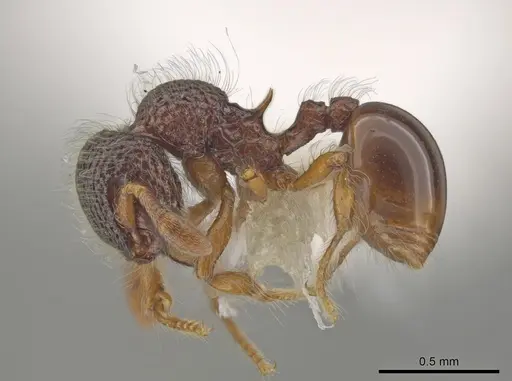 Lachnomyrmex amazonicus - CASENT0646152