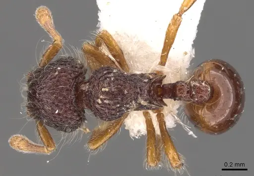 Lachnomyrmex amazonicus - CASENT0900978