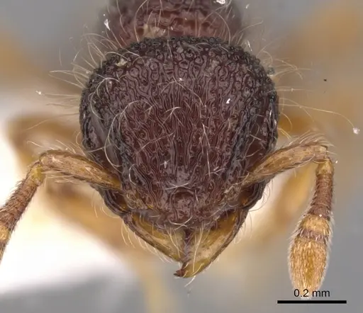 Lachnomyrmex amazonicus - CASENT0900978