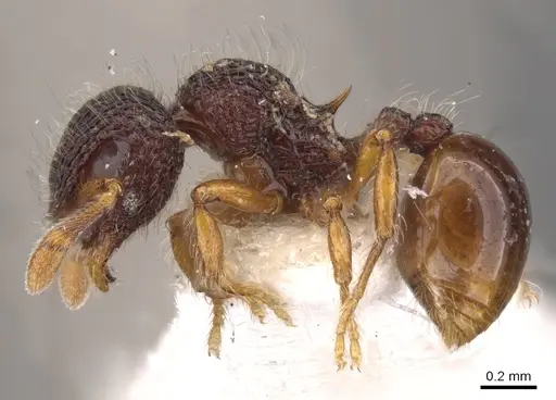 Lachnomyrmex amazonicus - CASENT0900978